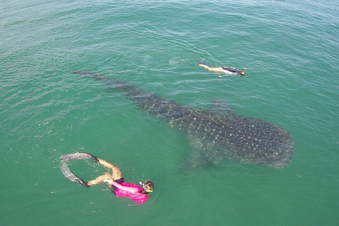 Whale-Shark Snorkeling Excursion to La Paz - Who will enjoy this day most
