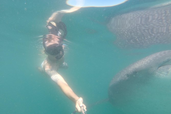Whale-Shark Snorkeling Excursion to La Paz - Weather, cancellations, and booking rules