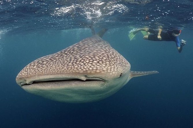 Whale-Shark Snorkeling Excursion to La Paz - The 6:00 a.m. start at Hotel Tesoro