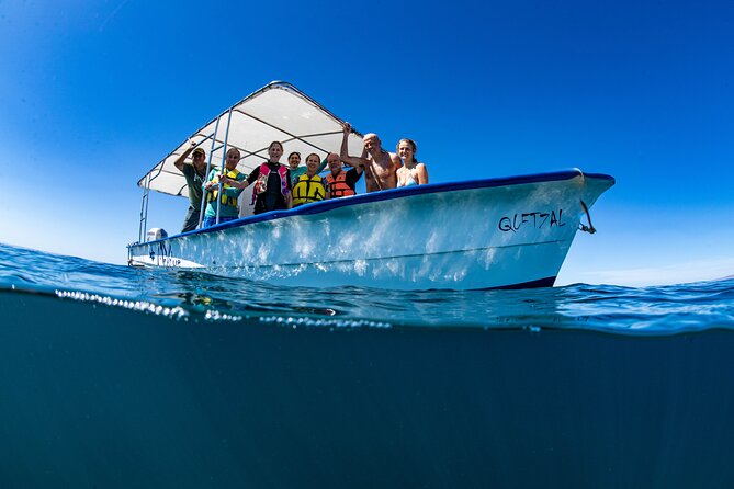 Whale Shark snorkeling tour in a reduced group with local marine biologist - Key points to know before you book