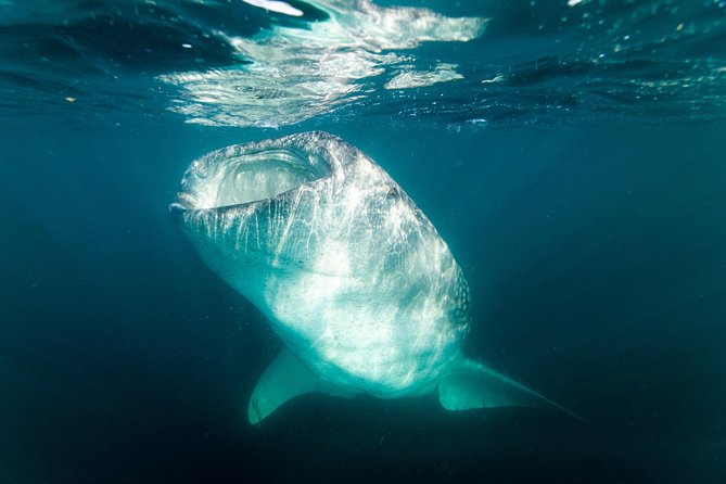 Whale Shark snorkeling tour in a reduced group with local marine biologist - Meeting MeXplore in central La Paz