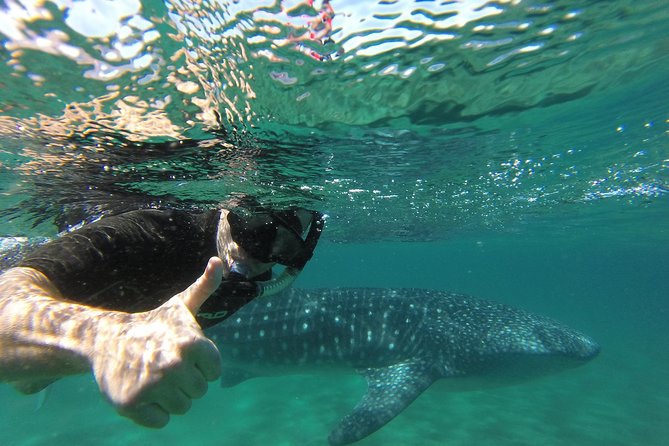 Whale Shark snorkeling tour in a reduced group with local marine biologist - What the whale shark swim feels like