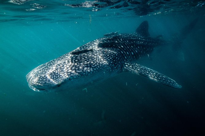 Whale Shark snorkeling tour in a reduced group with local marine biologist - The ride to the whale shark area