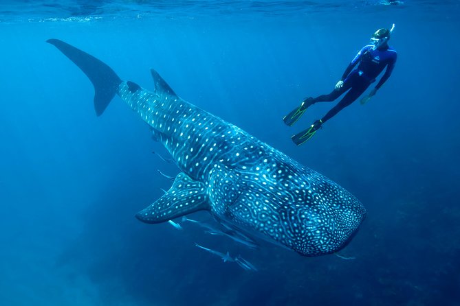 Whale Shark Swimming and Isla Mujeres Beach Tour - The morning begins at Punta Sam