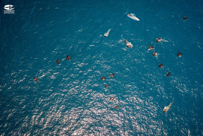 Whale Shark Swimming and Isla Mujeres Beach Tour - Why the whale sharks are worth the effort