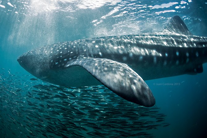 Whale Shark Swimming and Isla Mujeres Beach Tour - Price and value at about $230 per person