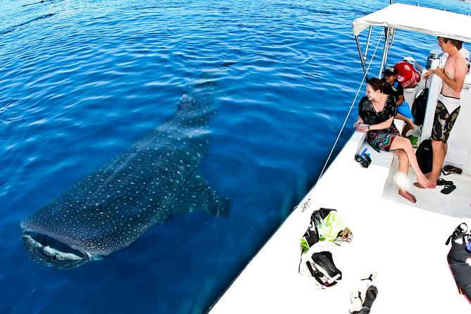 Whale Shark Tour from Cancun, Playa del Carmen, Tulum and Riviera Maya - Who should book this Cancun whale shark tour?
