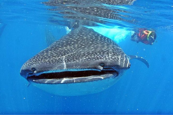 Whale Shark Tour from Cancun, Playa del Carmen, Tulum and Riviera Maya - The speedboat ride can be scenic or rough