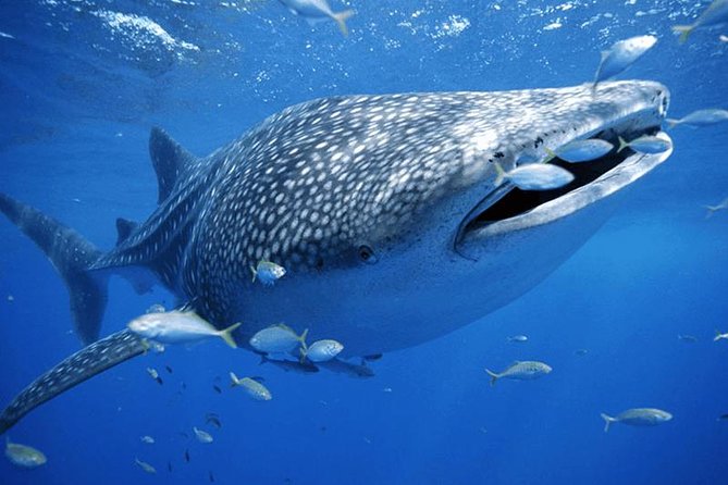 Whale Sharks Small-Group Tour in Cancun and Riviera Maya - Swimming with whale sharks off the Yucatán coast