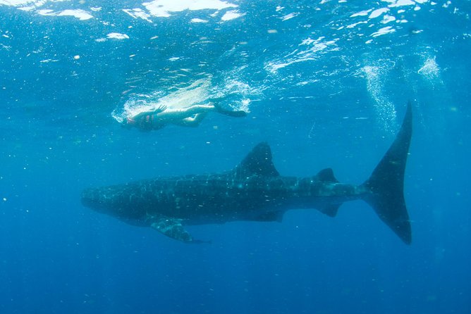 Whale Sharks Small-Group Tour in Cancun and Riviera Maya - The boat ride and the search for sharks
