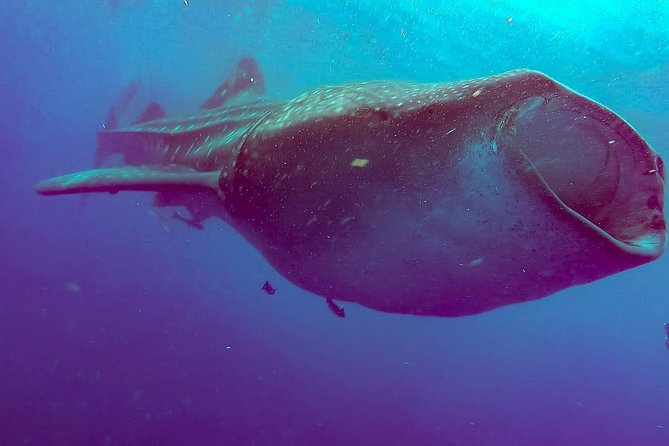 Whale Sharks Small-Group Tour in Cancun and Riviera Maya - The whale shark swim in pairs