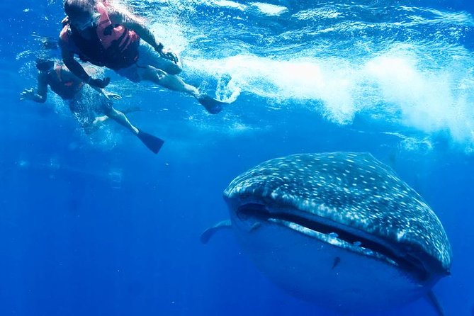 Whale Sharks Small-Group Tour in Cancun and Riviera Maya - What the $160 price really covers
