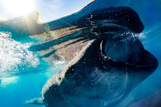 Whale Sharks Small-Group Tour in Cancun and Riviera Maya - Sun protection and practical packing