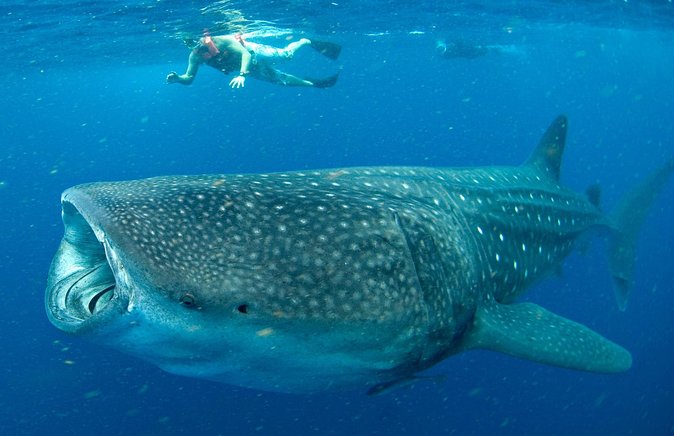 Whale Sharks Small-Group Tour in Cancun and Riviera Maya - The Marina Xtabay briefing