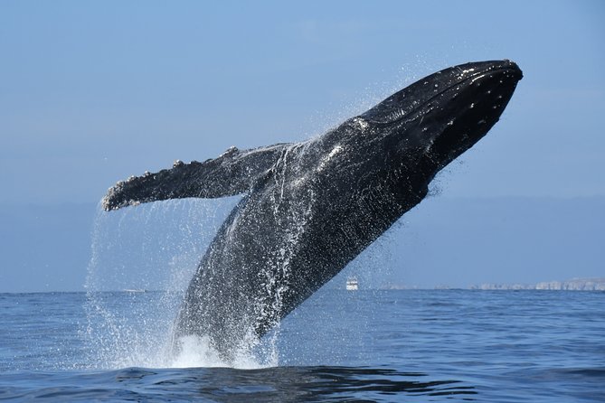 Whale Watching Adventure – Led by a Marine Biologist - Dolphins, turtles, and a possible manta ray