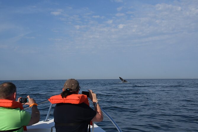 Whale Watching Adventure – Led by a Marine Biologist - Is the price good value?
