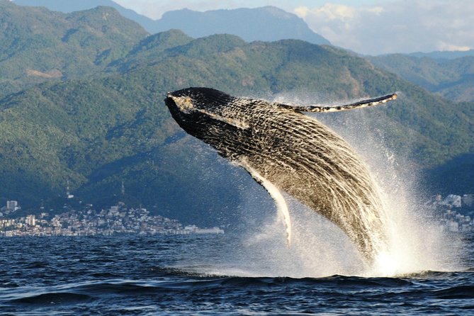 Whale Watching Adventure – Led by a Marine Biologist - Leaving Marina Vallarta on a small boat