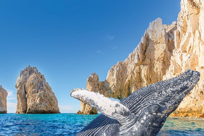 Whale Watching and Cabo San Lucas Arch - Key points to know before you book