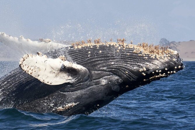 Whale Watching and Cabo San Lucas Arch - Why the Cabo Arch makes this more than a whale trip