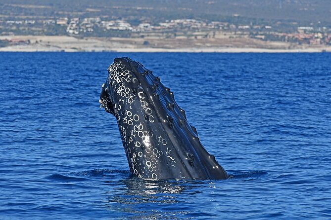 Whale Watching by Zodiac in Cabo San Lucas with Photos Included - Key points before you book