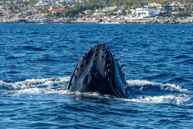 Whale Watching by Zodiac in Cabo San Lucas with Photos Included - Why Cabo is a prime place for winter whales
