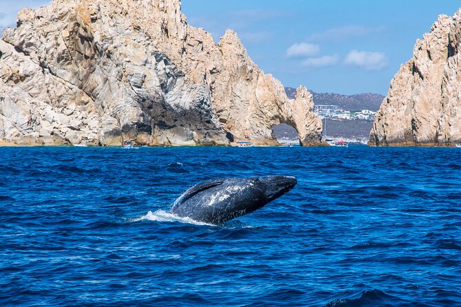 Whale Watching by Zodiac in Cabo San Lucas with Photos Included - Boarding the 28-foot Apex Zodiac