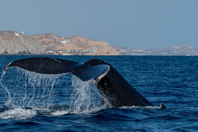 Whale Watching by Zodiac in Cabo San Lucas with Photos Included - The scenic opening around Cabo’s arch