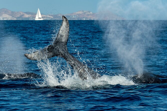 Whale Watching by Zodiac in Cabo San Lucas with Photos Included - Searching for whales along the coast