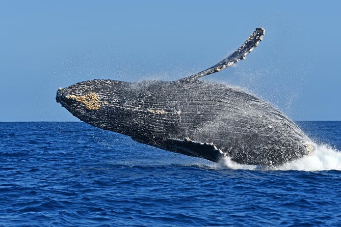 Whale Watching by Zodiac in Cabo San Lucas with Photos Included - Getting close without crowding the animals