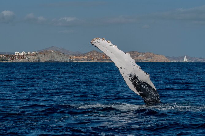 Whale Watching by Zodiac in Cabo San Lucas with Photos Included - Hearing whale songs through the hydrophone