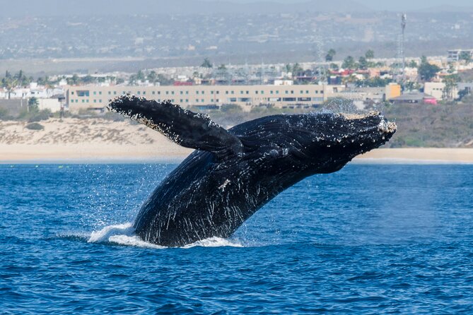 Whale Watching by Zodiac in Cabo San Lucas with Photos Included - What the included food and media are worth