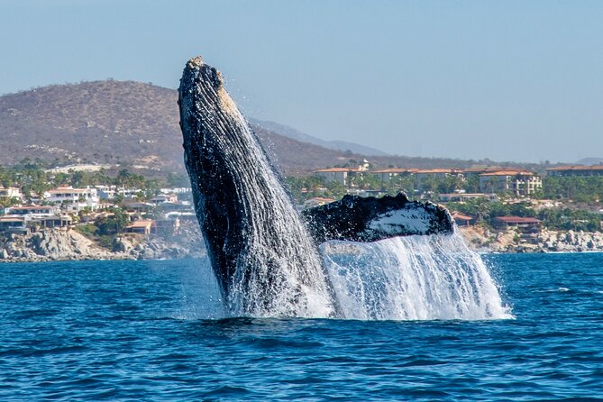 Whale Watching by Zodiac in Cabo San Lucas with Photos Included - Meeting Baja Vikings at the Cabo marina