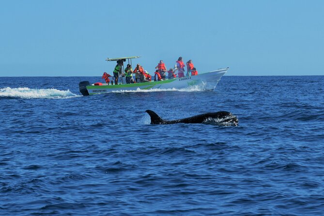 Whale Watching Cabo-Women crew-Sightings Guaranteed & Free Photos - Why the hydrophone makes this more than a boat ride