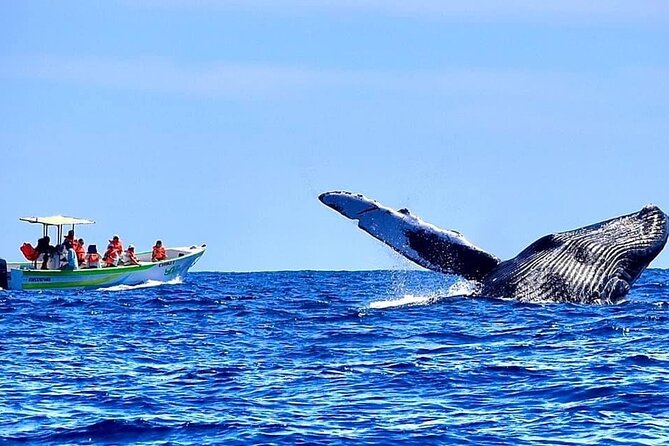 Whale Watching Cabo-Women crew-Sightings Guaranteed & Free Photos - The all-women crew and the feel on board