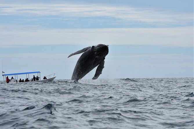 Whale Watching Cabo-Women crew-Sightings Guaranteed & Free Photos - Are the photos really useful?