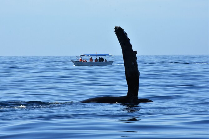 Whale Watching Cabo-Women crew-Sightings Guaranteed & Free Photos - What the $100.15 price includes