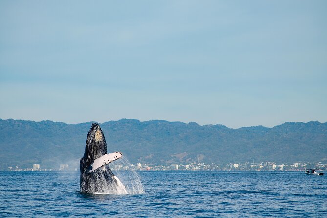 Whale Watching Cruise In Puerto Vallarta & Nuevo Vallarta - Sailing into Bay of Banderas