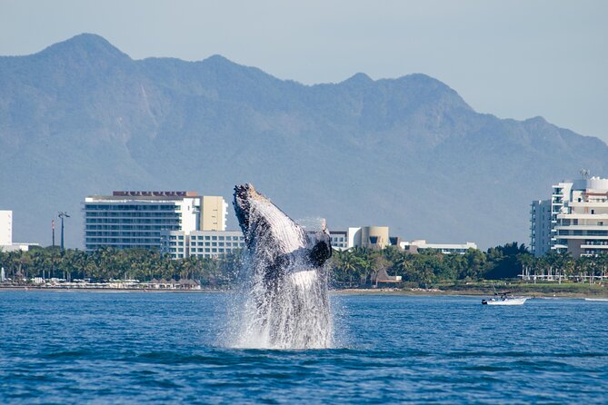 Whale Watching Cruise In Puerto Vallarta & Nuevo Vallarta - A catamaran built for viewing