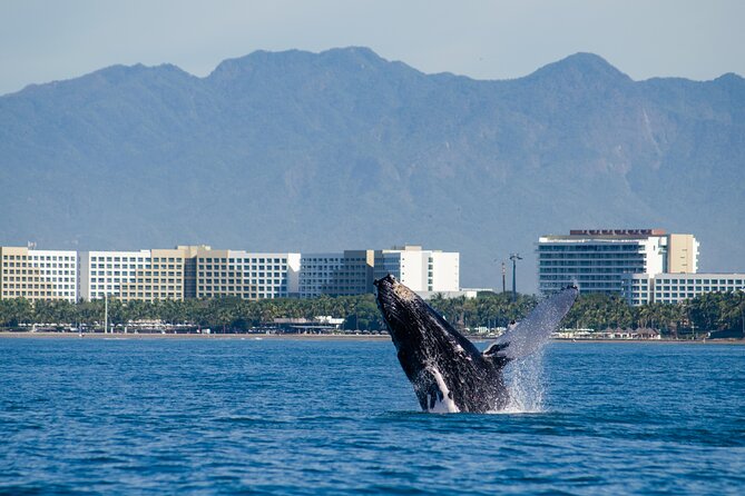 Whale Watching Cruise In Puerto Vallarta & Nuevo Vallarta - Timing, docks, and cruise-ship passengers