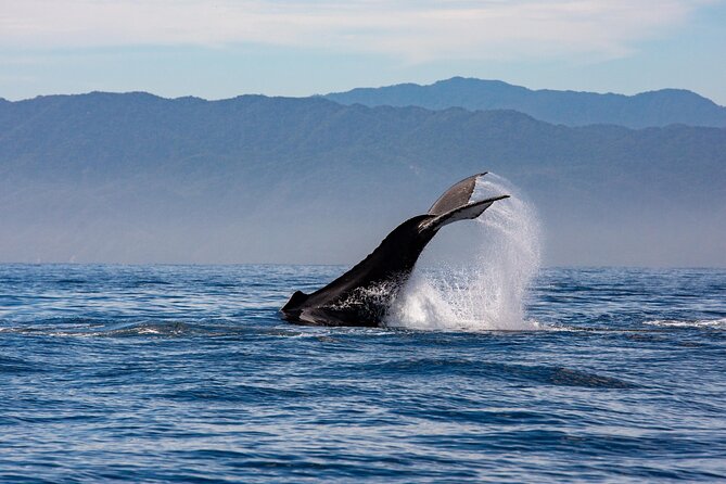 Whale Watching Cruise In Puerto Vallarta & Nuevo Vallarta - Is $99 a fair price?