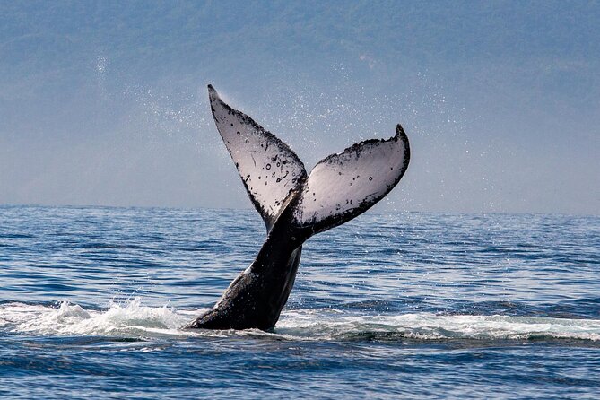 Whale Watching Cruise In Puerto Vallarta & Nuevo Vallarta - Who will enjoy this cruise most?