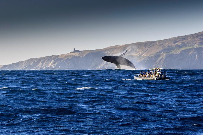 Whale Watching Dinner Cruise in Cabo San Lucas - The open bar changes the value calculation