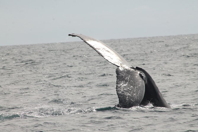 Whale Watching Dinner Cruise in Cabo San Lucas - Music and dancing take over after dinner