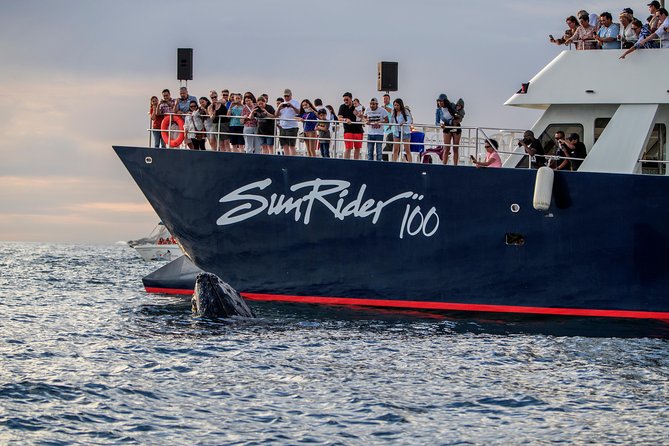 Whale Watching Dinner Cruise in Cabo San Lucas - Boat comfort and access