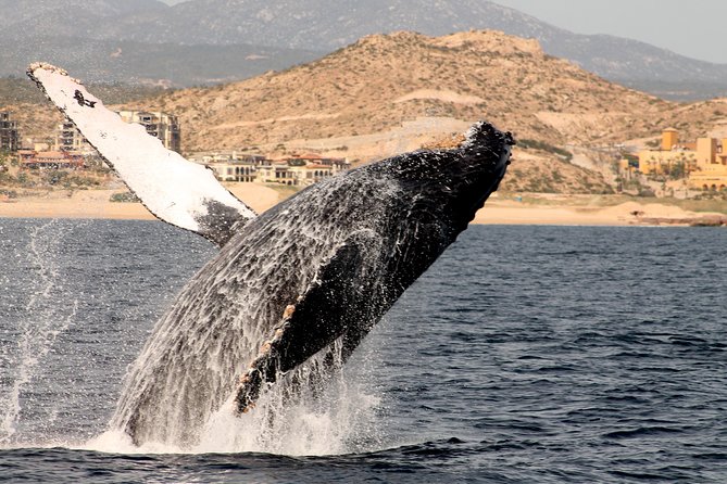 Whale Watching Dinner Cruise in Cabo San Lucas - Timing, meeting point, and cancellation details