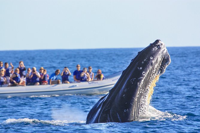 Whale Watching Experience - Why winter is the right time for whales in Puerto Vallarta