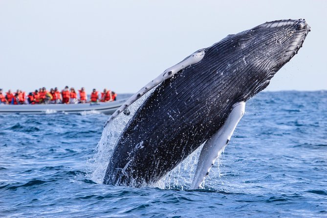 Whale Watching Experience - Searching Banderas Bay for humpbacks