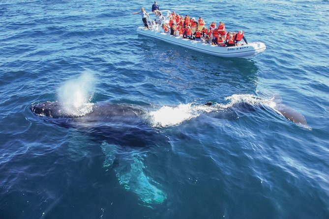 Whale Watching Experience - Hearing whale calls with hydrophones