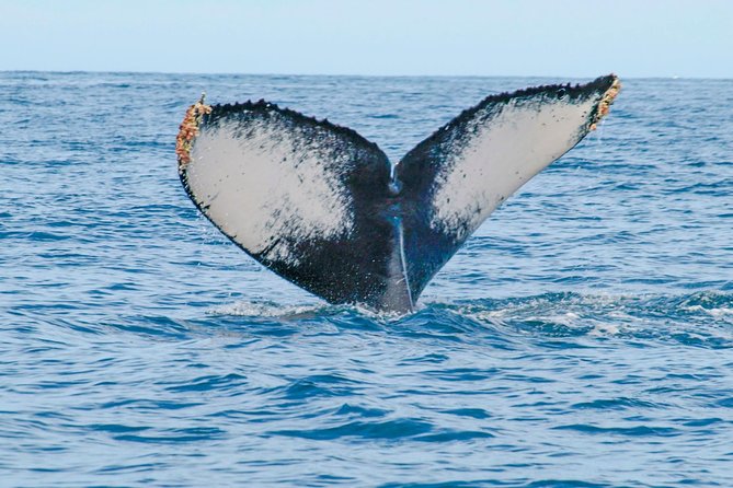 Whale Watching Experience - What is included, and what is not