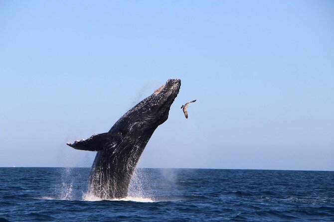 Whale Watching Experience in Cabo San Lucas - Starting from the Cabo San Lucas marina